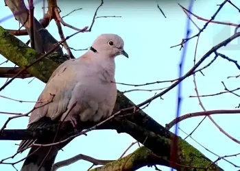 Δεκαοχτούρα κοντά στο σπίτι: Η πνευματική σημασία και οι λόγοι που πλησιάζει