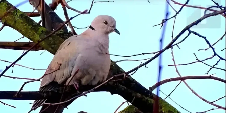 Δεκαοχτούρα κοντά στο σπίτι: Η πνευματική σημασία και οι λόγοι που πλησιάζει