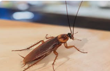 Το αντικείμενο που έλκει τις κατσαρίδες σαν μαγνήτης – Αν το έχετε στο σπίτι σας, πετάξτε το αμέσως!