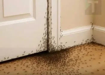 Αν ξαφνικά ένα σμήνος μυρμήγκια μπει στο σπίτι σας , να τι θέλει να σας πει το σύμπαν