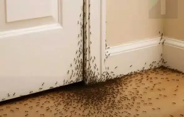 Αν ξαφνικά ένα σμήνος μυρμήγκια μπει στο σπίτι σας , να τι θέλει να σας πει το σύμπαν