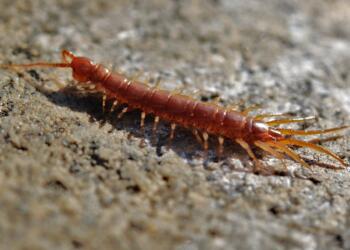 centipede, creep, worm, creeping, creepy, arthropod, centipede, centipede, centipede, centipede, centipede