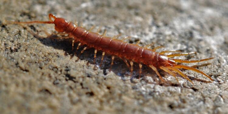 centipede, creep, worm, creeping, creepy, arthropod, centipede, centipede, centipede, centipede, centipede