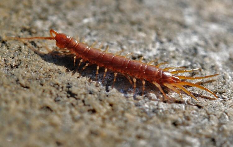 centipede, creep, worm, creeping, creepy, arthropod, centipede, centipede, centipede, centipede, centipede