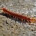 centipede, creep, worm, creeping, creepy, arthropod, centipede, centipede, centipede, centipede, centipede