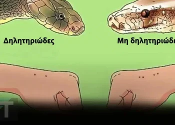 Όταν σας δαγκώσει φίδι, θα πρέπει πρώτα να κάνετε τα εξής