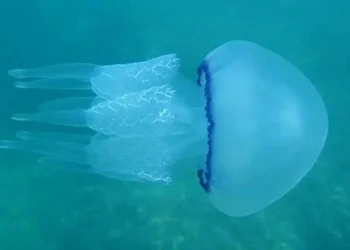 Εφιάλτης στις παραλίες: Μετά τις μωβ ήρθαν και οι γαλάζιες μέδουσες – Οι περιοχές που είναι στο «κόκκινο»