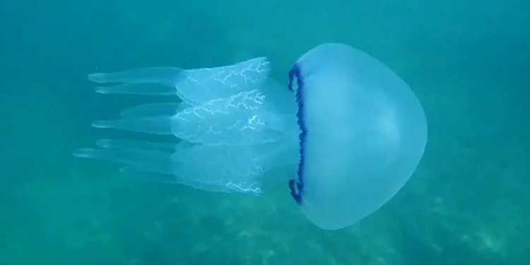 Εφιάλτης στις παραλίες: Μετά τις μωβ ήρθαν και οι γαλάζιες μέδουσες – Οι περιοχές που είναι στο «κόκκινο»