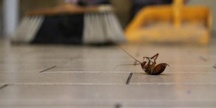 Πείτε «αντίο» στις κατσαρίδες: Η μυστική σπιτική συνταγή που τις διώχνει μια για πάντα!