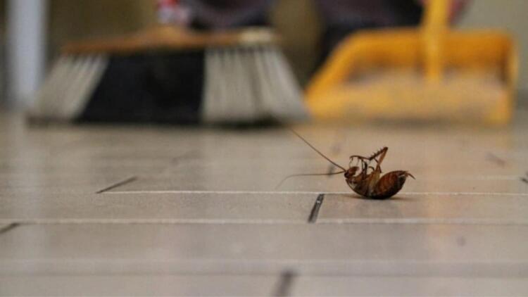 Πείτε «αντίο» στις κατσαρίδες: Η μυστική σπιτική συνταγή που τις διώχνει μια για πάντα!