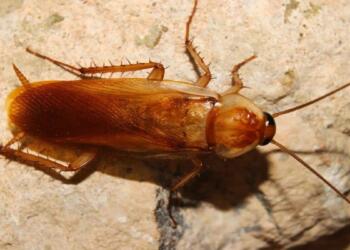 Δεν το πίστευε κανείς: Μια κουταλιά από αυτό το προϊόν και εξαφάνισες μια για πάντα τις κατσαρίδες από το μπάνιο