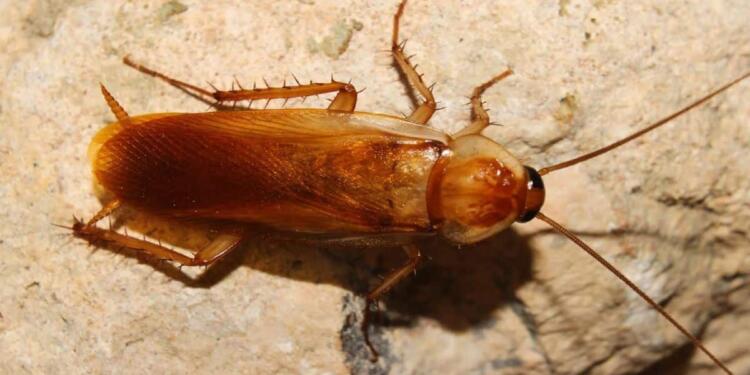 Δεν το πίστευε κανείς: Μια κουταλιά από αυτό το προϊόν και εξαφάνισες μια για πάντα τις κατσαρίδες από το μπάνιο