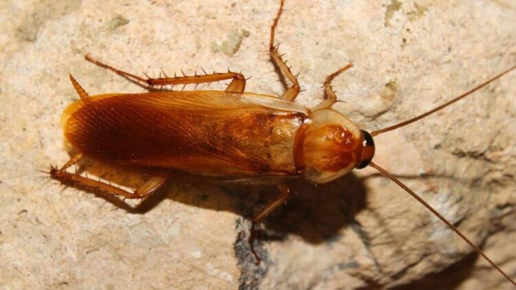 Δεν το πίστευε κανείς: Μια κουταλιά από αυτό το προϊόν και εξαφάνισες μια για πάντα τις κατσαρίδες από το μπάνιο