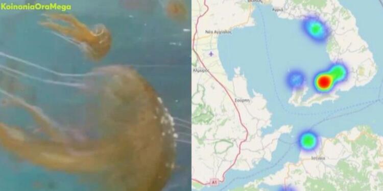 Προσοχή: Σε αυτές τις ακτές υπάρχει έξαρση της μωβ μέδουσας