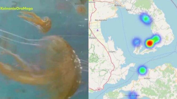 Προσοχή: Σε αυτές τις ακτές υπάρχει έξαρση της μωβ μέδουσας