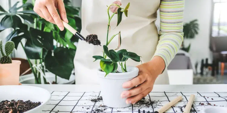 Αuτό είναι το πιο επικίνδυνο φυτό – Προκαλεί μέχρι και θάνaτο