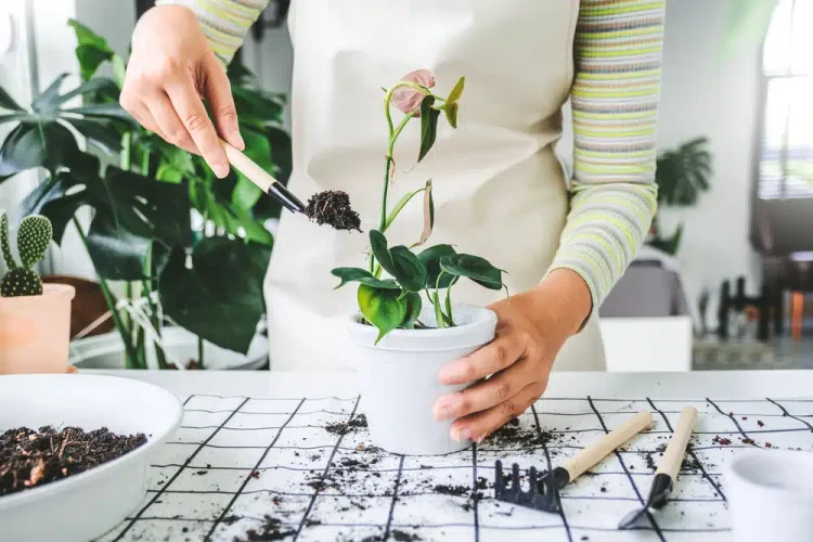 Αuτό είναι το πιο επικίνδυνο φυτό – Προκαλεί μέχρι και θάνaτο