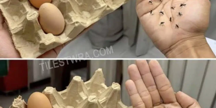 Σταματήστε να πετάτε τα κουτιά από τα αβγά – Το μυστικό για να διώχνετε τα κουνούπια χωρίς χημικά