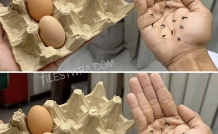 Σταματήστε να πετάτε τα κουτιά από τα αβγά – Το μυστικό για να διώχνετε τα κουνούπια χωρίς χημικά