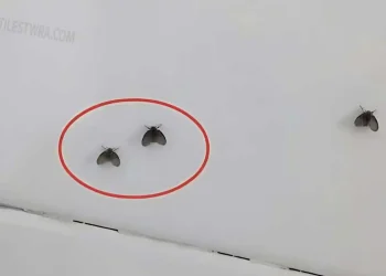 Εξαφανίστε τα μικρά μαύρα ζωύφια που εμφανίζονται στο μπάνιο με ένα πολύ απλό τρόπο