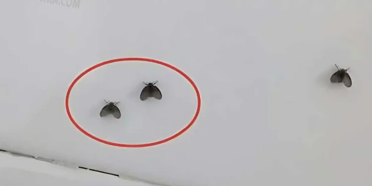 Εξαφανίστε τα μικρά μαύρα ζωύφια που εμφανίζονται στο μπάνιο με ένα πολύ απλό τρόπο