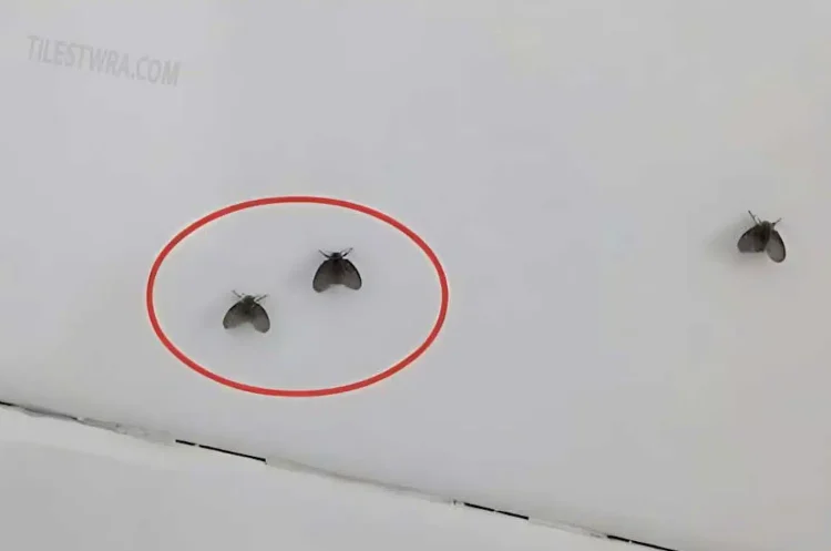 Εξαφανίστε τα μικρά μαύρα ζωύφια που εμφανίζονται στο μπάνιο με ένα πολύ απλό τρόπο