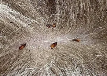 Tο κόλπο για να απαλλαγούν τα κατοικίδιά σας από τους ψύλλους με μηδέν προσπάθεια