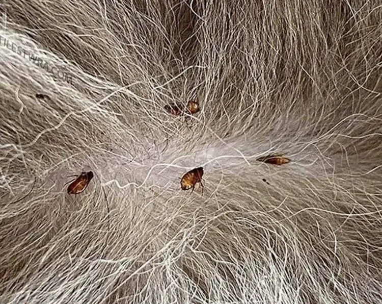 Tο κόλπο για να απαλλαγούν τα κατοικίδιά σας από τους ψύλλους με μηδέν προσπάθεια