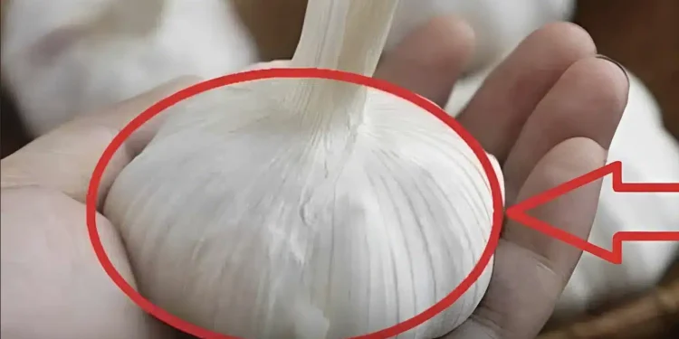 Ακόμα κι αν σας τα δώσουν δωρεάν, μην τα πάρετε αυτά τα σκόρδα