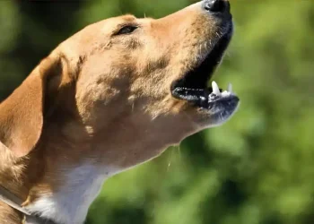 Τι σημαίνει όταν τα σκυλιά γαβγίζουν όλα μαζί την ίδια ώρα την νύχτα;