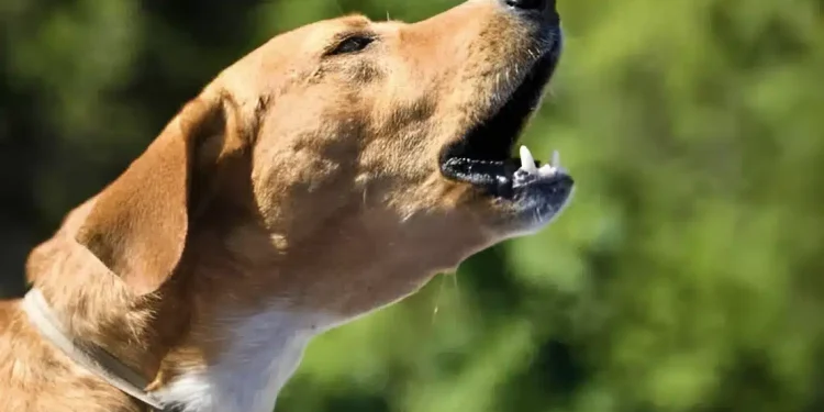 Τι σημαίνει όταν τα σκυλιά γαβγίζουν όλα μαζί την ίδια ώρα την νύχτα;