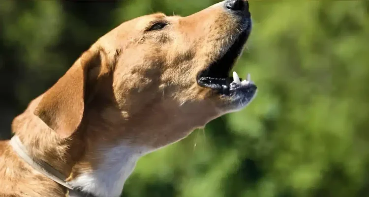 Τι σημαίνει όταν τα σκυλιά γαβγίζουν όλα μαζί την ίδια ώρα την νύχτα;