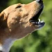 Τι σημαίνει όταν τα σκυλιά γαβγίζουν όλα μαζί την ίδια ώρα την νύχτα;