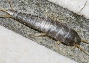 Αν δείτε ένα από αυτά στο σπίτι σας, να είστε πολύ προσεκτικοί…