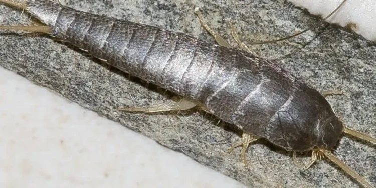 Αν δείτε ένα από αυτά στο σπίτι σας, να είστε πολύ προσεκτικοί…