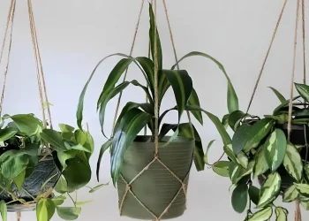 Με 1 παγάκι σώζεις τα ξεραμένα φυτά σου – Το απίθανο κόλπο