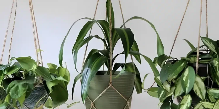 Με 1 παγάκι σώζεις τα ξεραμένα φυτά σου – Το απίθανο κόλπο