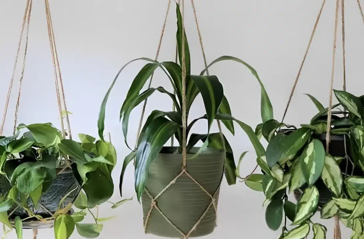 Με 1 παγάκι σώζεις τα ξεραμένα φυτά σου – Το απίθανο κόλπο