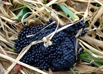 Πολύ σημαντικό! Αν δείτε αυτά τα αυγά στον κήπο σας, πρέπει να δράσετε αμέσως