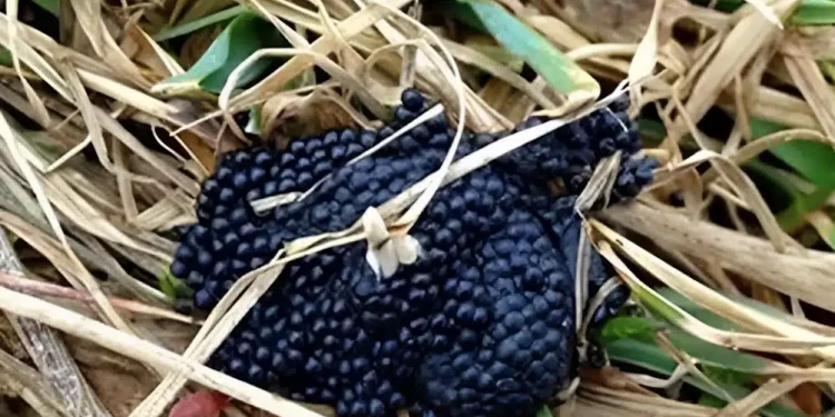 Πολύ σημαντικό! Αν δείτε αυτά τα αυγά στον κήπο σας, πρέπει να δράσετε αμέσως