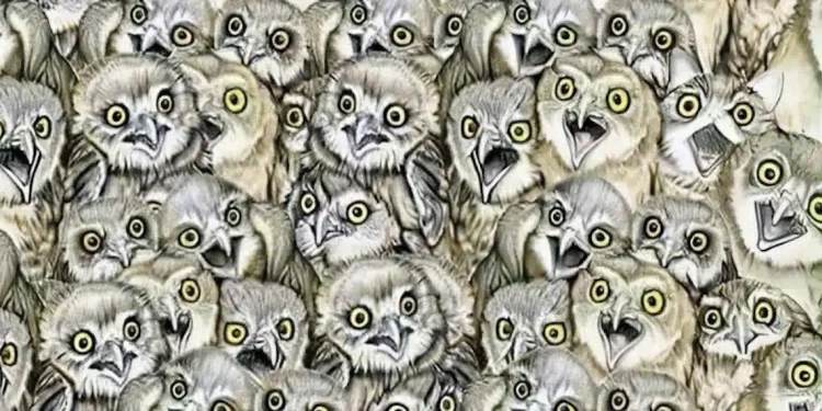 Μόνο άνθρωποι με όραση 20/20 μπορούν να βρουν την γάτα στην εικόνα