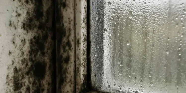 Η γιαγιά μου με έμαθε αυτό το κόλπο για να εξαφανίζω τη μούχλα σε 5 λεπτά με μηδενική προσπάθεια. Δείτε πώς λειτουργεί