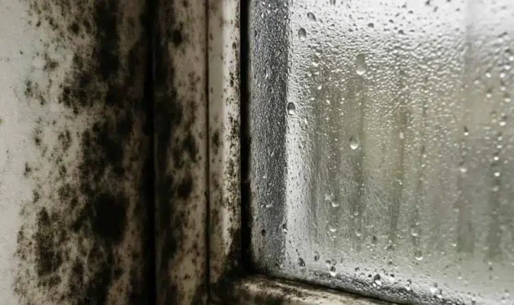 Η γιαγιά μου με έμαθε αυτό το κόλπο για να εξαφανίζω τη μούχλα σε 5 λεπτά με μηδενική προσπάθεια. Δείτε πώς λειτουργεί