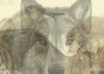 Το πρώτο ζώο που βλέπετε σε αυτή την εικόνα θα αποκαλύψει ποιοι είστε πραγματικά