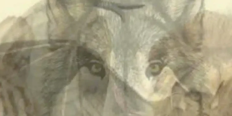 Το πρώτο ζώο που βλέπετε σε αυτή την εικόνα θα αποκαλύψει ποιοι είστε πραγματικά