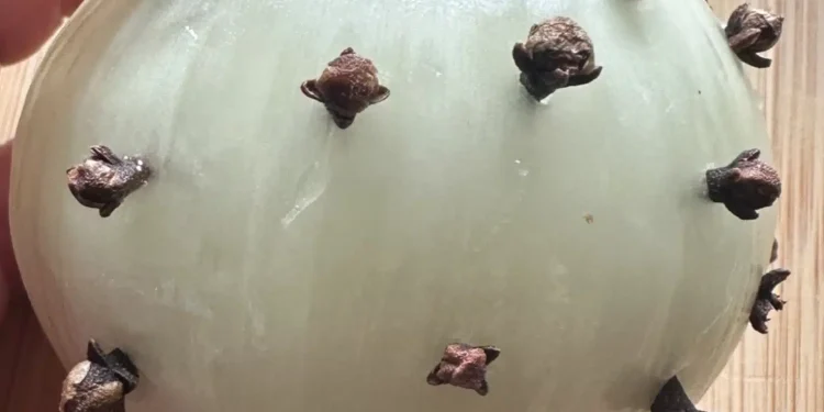 Γαρύφαλλα και κρεμμύδι: Μια διαχρονική παράδοση με σύγχρονα οφέλη