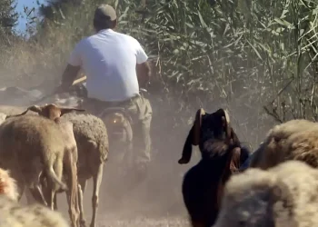 Συνελήφθη κτηνοτρόφος για παράνομες επιδοτήσεις μέσω ΟΠΕΚΕΠΕ – Έπαιρνε λεφτά για πρόβατα που δεν είχε