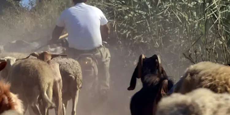 Συνελήφθη κτηνοτρόφος για παράνομες επιδοτήσεις μέσω ΟΠΕΚΕΠΕ – Έπαιρνε λεφτά για πρόβατα που δεν είχε