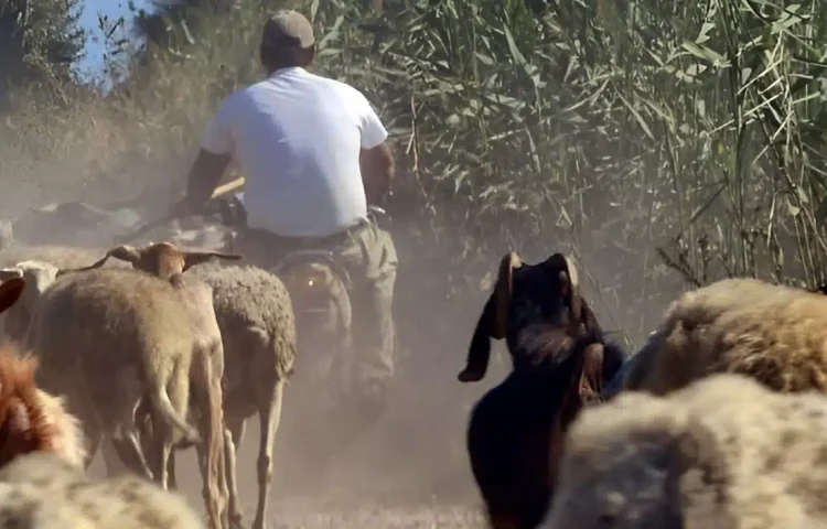 Συνελήφθη κτηνοτρόφος για παράνομες επιδοτήσεις μέσω ΟΠΕΚΕΠΕ – Έπαιρνε λεφτά για πρόβατα που δεν είχε