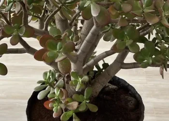 Πολλοί άνθρωποι καλλιεργούν το λεφτόδεντρο στο σπίτι ή τον κήπο τους, αλλά να τι λίγοι γνωρίζουν για αυτό το φυτό.